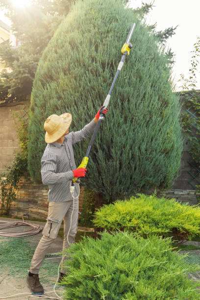 How Our Tree Care Process Works  in  Holden Heights, FL